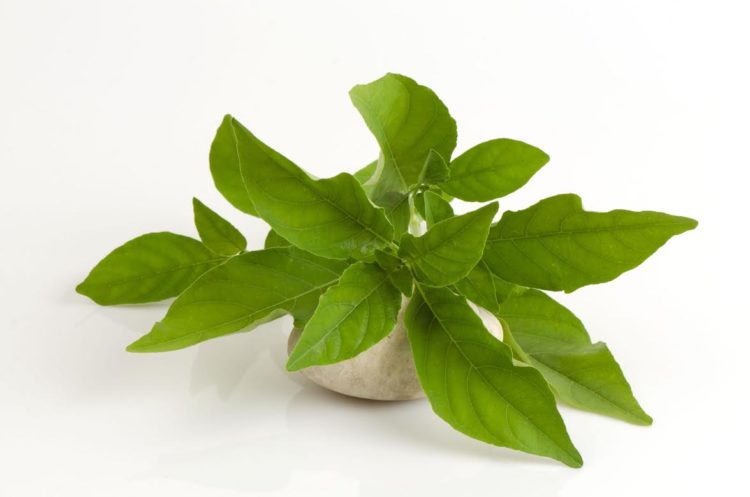 รักษาผมร่วง ผมบาง ศีรษะล้าน ด้วยภูมิปัญญาไทย สมุนไพรไทย ยา ปลูก ผม สมุนไพร ยาปลูกผมสมุนไพร